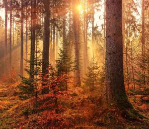 autumnal forrest